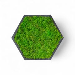 Hexagon Standard Zuzmó Falpanel